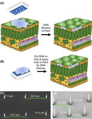 An efficient and broadly applicable method for transient transformation of plants using vertically aligned carbon nanofiber arrays